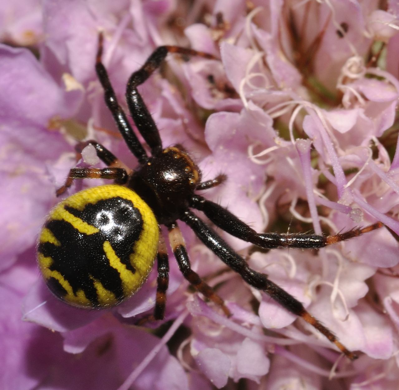 Synema globosum